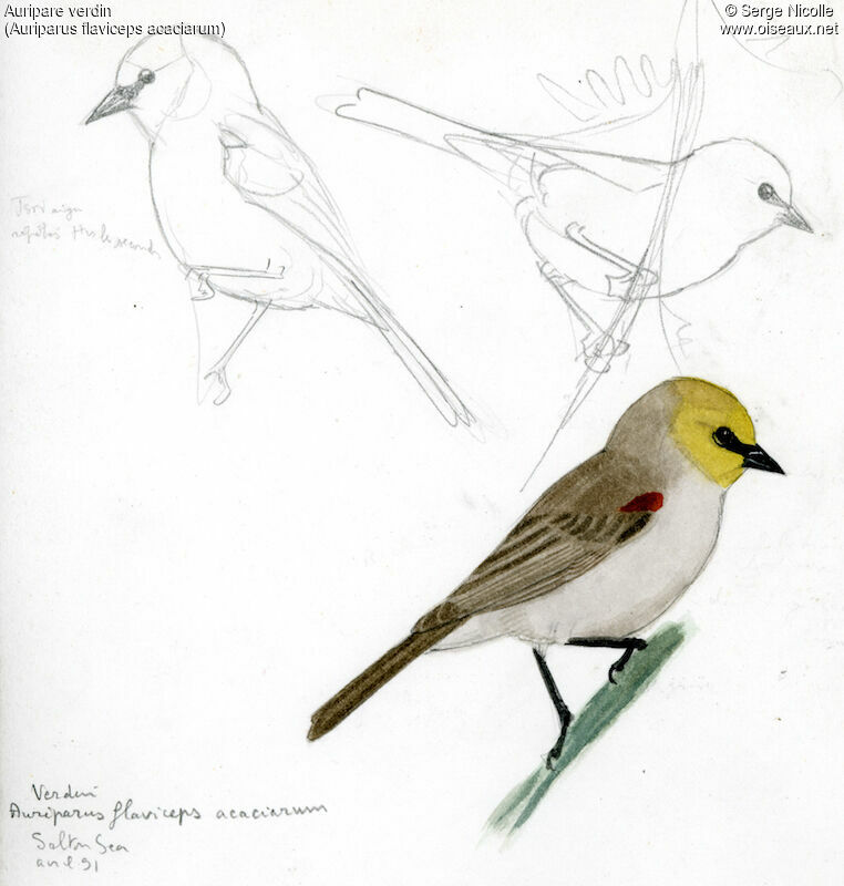 Auripare verdin, identification