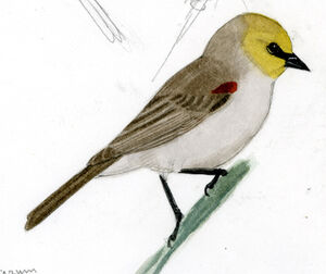 Auripare verdin