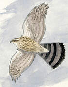 Eurasian Goshawk