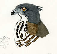 Crested Goshawk