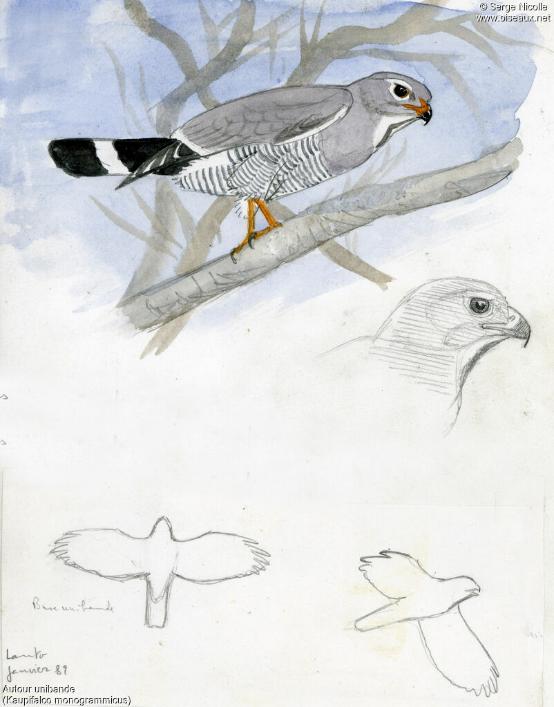 Lizard Buzzard, identification