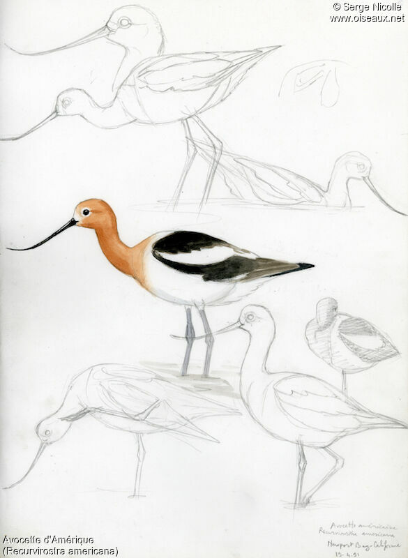 Avocette d'Amériqueadulte nuptial, identification