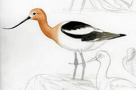 American Avocet