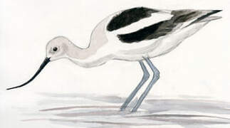 Avocette d'Amérique