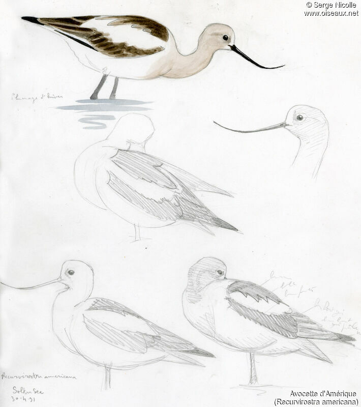 Avocette d'Amérique1ère année, identification