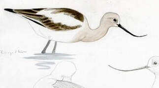 Avocette d'Amérique