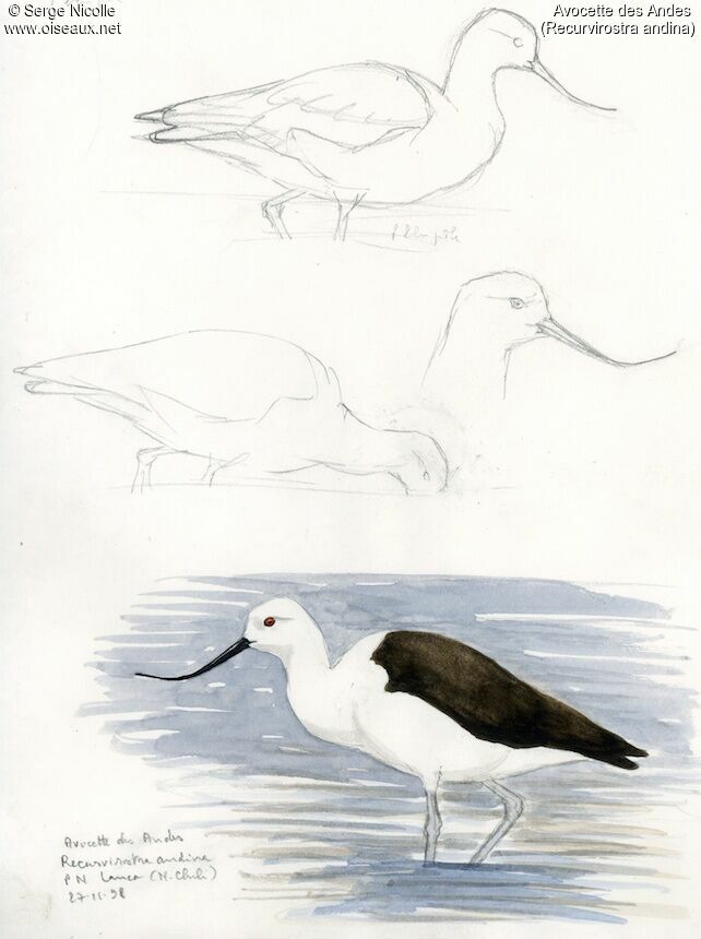 Avocette des Andes, identification