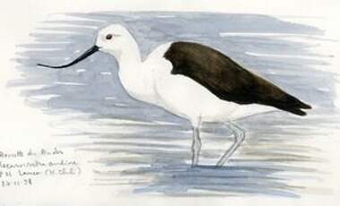 Avocette des Andes