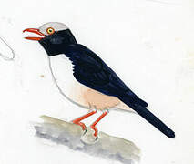 Red-billed Helmetshrike