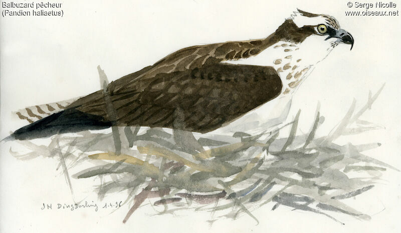 Western Osprey