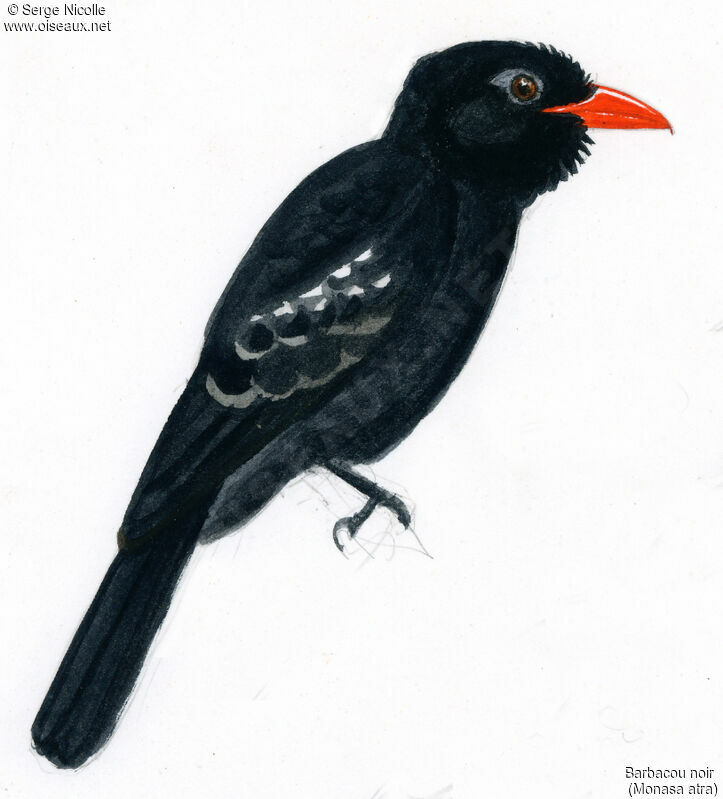 Black Nunbird, identification