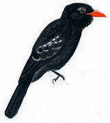 Black Nunbird