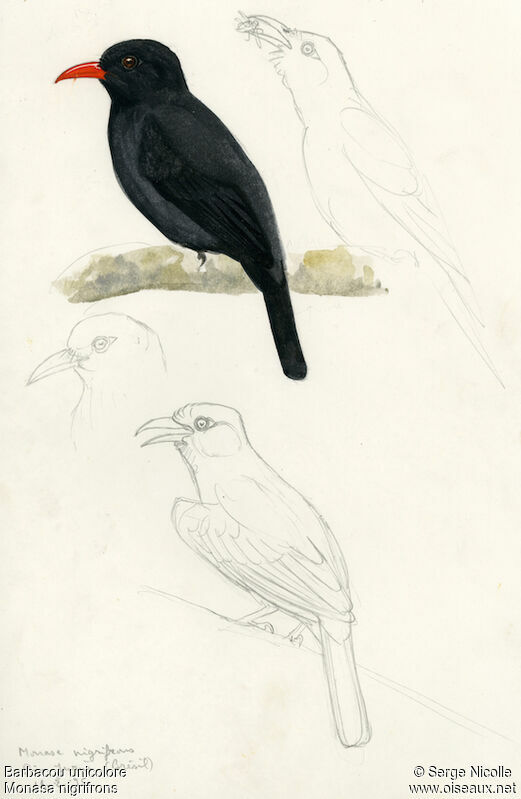 Black-fronted Nunbird, identification