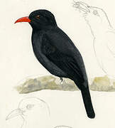 Black-fronted Nunbird