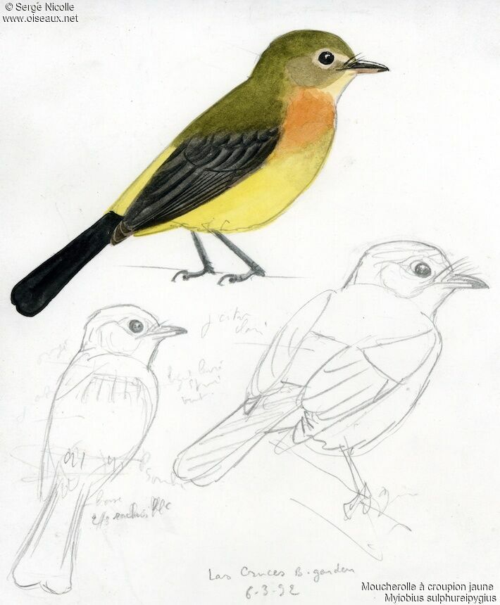 Sulphur-rumped Myiobius identification