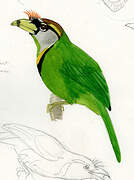 Fire-tufted Barbet