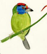 Blue-throated Barbet