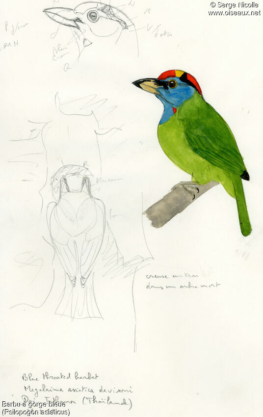 Blue-throated Barbet, identification