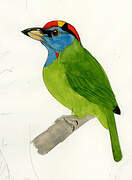 Blue-throated Barbet