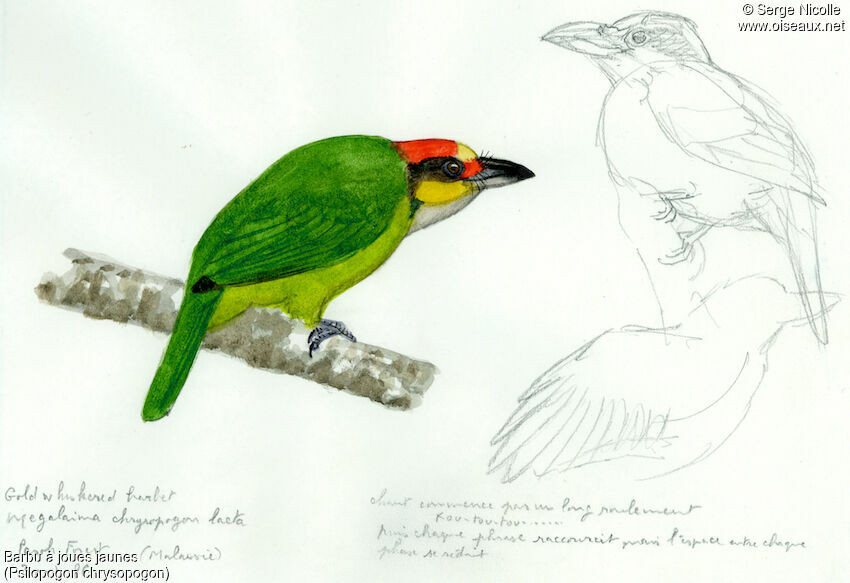 Golden-whiskered Barbet, identification