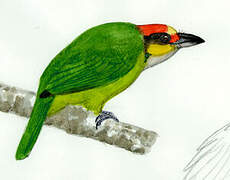 Golden-whiskered Barbet