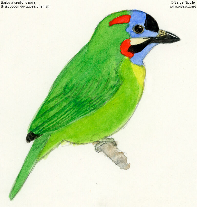 Blue-eared Barbet, identification