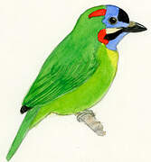 Black-eared Barbet