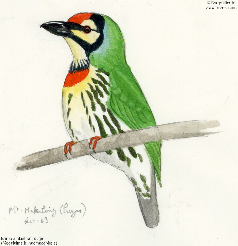 Coppersmith Barbet, identification