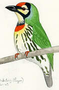 Coppersmith Barbet