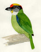 Golden-throated Barbet