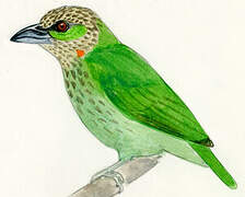 Green-eared Barbet