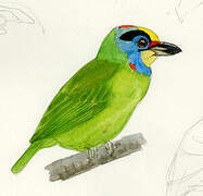 Black-browed Barbet