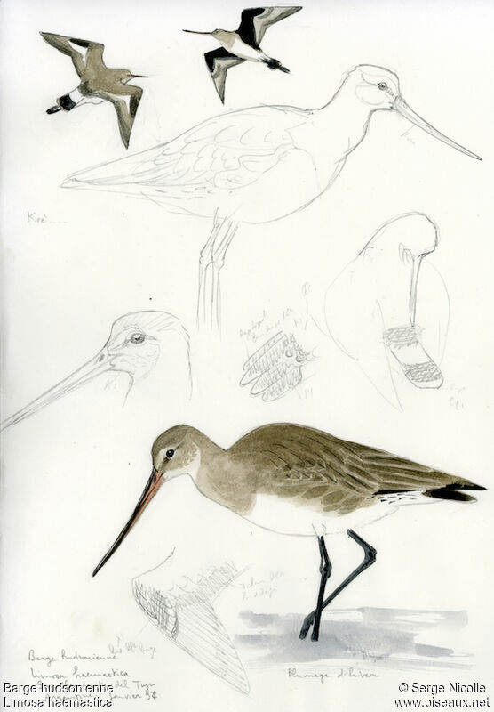 Hudsonian Godwit, identification