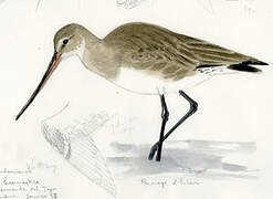 Hudsonian Godwit