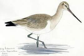 Hudsonian Godwit