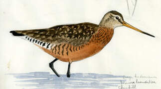 Hudsonian Godwit