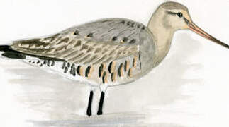 Hudsonian Godwit