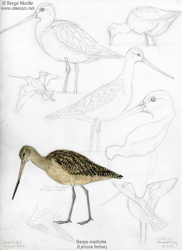 Marbled Godwit, identification