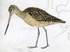 Marbled Godwit