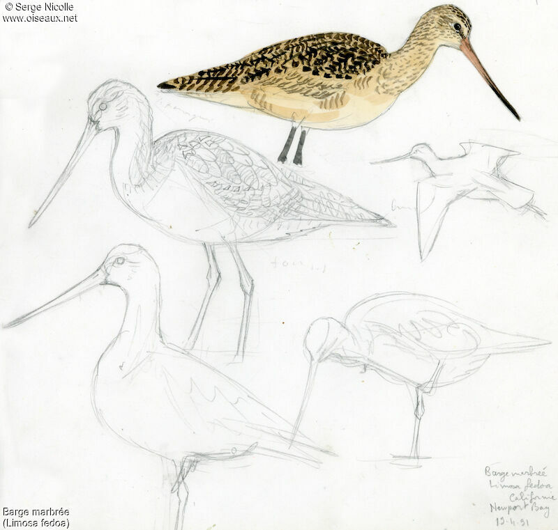 Marbled Godwit, identification