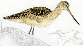 Marbled Godwit