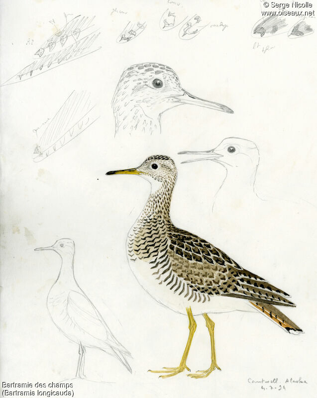 Upland Sandpiper, identification