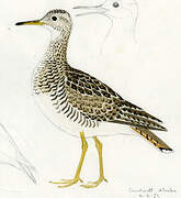 Upland Sandpiper