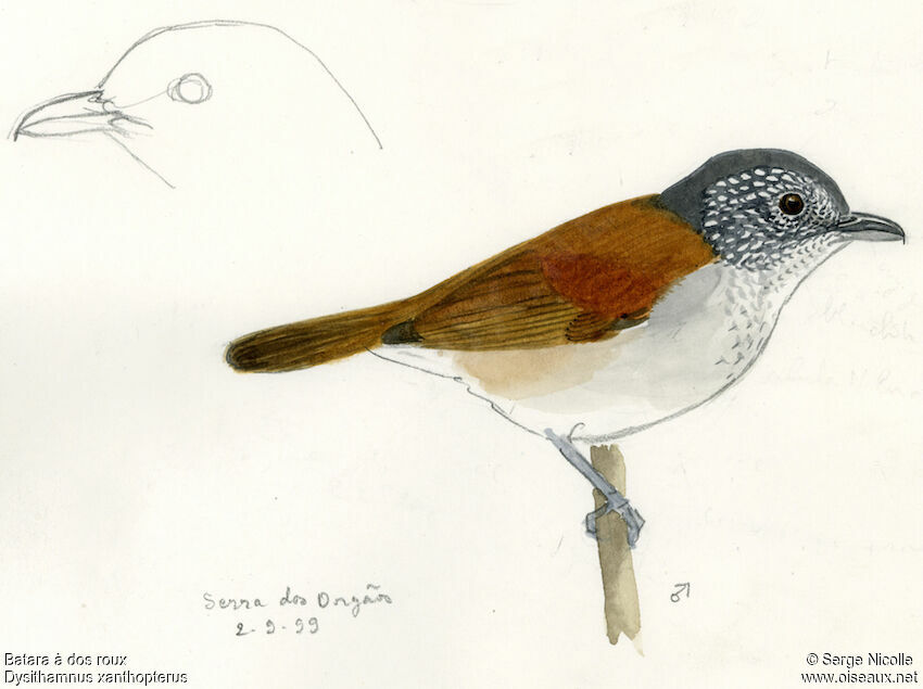 Rufous-backed Antvireo male, identification