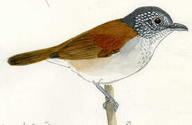 Rufous-backed Antvireo