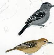 Black-crowned Antshrike