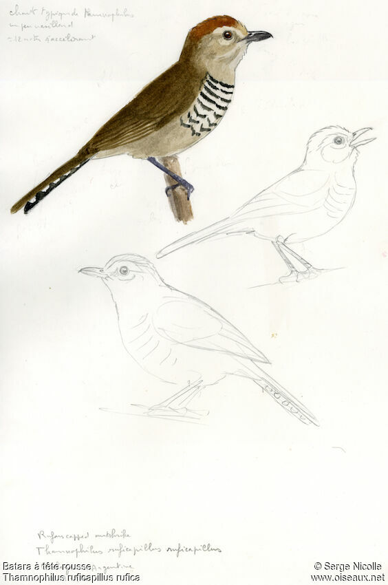 Rufous-capped Antshrike, identification