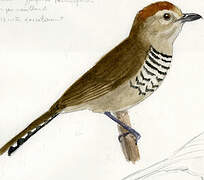 Rufous-capped Antshrike