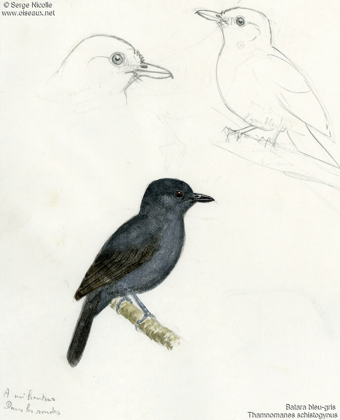 Bluish-slate Antshrike, identification