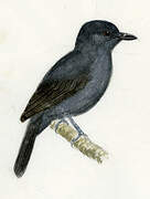 Bluish-slate Antshrike